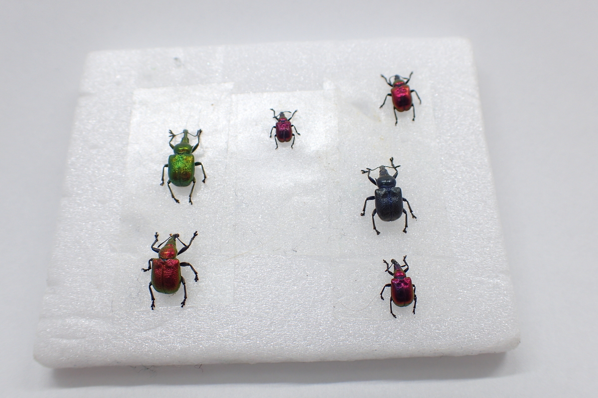 金色のオトシブミを求めて - そらいろちょっきり