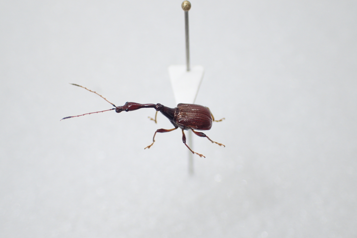 アカエゾゼミ セミ 標本 : 完品 オス1 ① 昆虫展足の 未展脚標本 昆虫