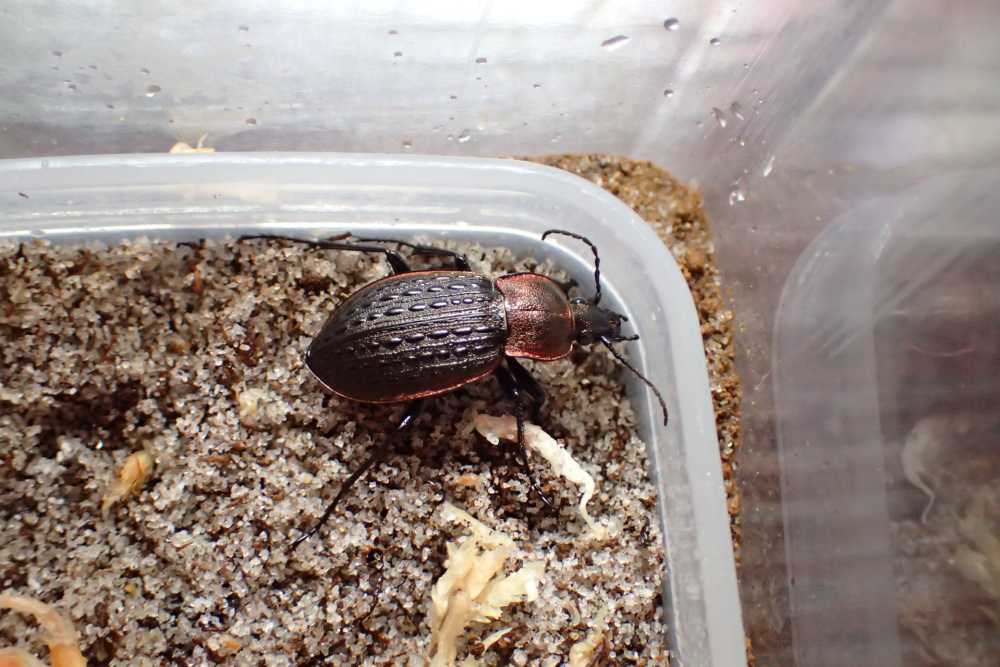 セアカオサムシを飼育しますよって話 - そらいろちょっきり