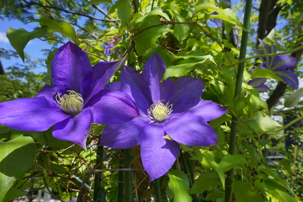 f:id:boku-wata:20180521133441j:plain f:id:boku-wata:20180521133441j:plain