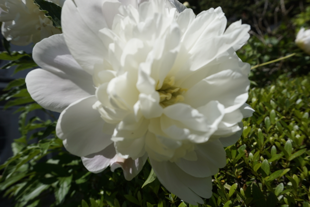 f:id:boku-wata:20180521134314j:plain f:id:boku-wata:20180521134314j:plain