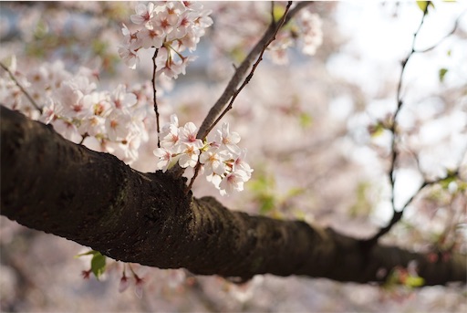 f:id:bokunarino:20190412214214j:image