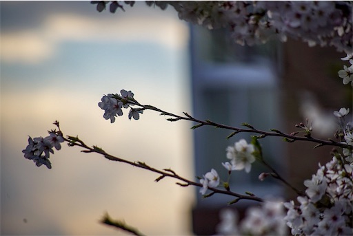 f:id:bokunarino:20190412214612j:image