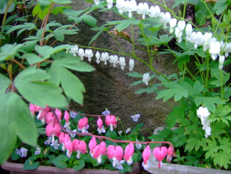 f:id:bokusian:20090507160847j:image
