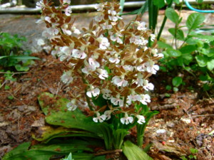 f:id:bokusian:20090511124146j:image