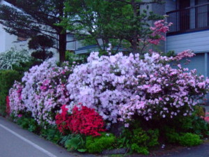 f:id:bokusian:20090511182423j:image