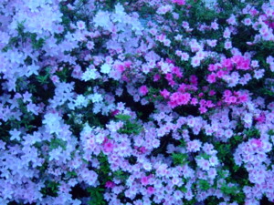 f:id:bokusian:20090511182537j:image