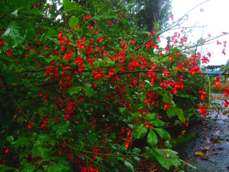 f:id:bokusian:20101025083644j:image