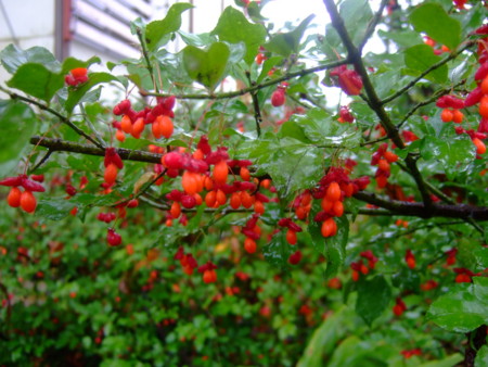 f:id:bokusian:20101025083842j:image