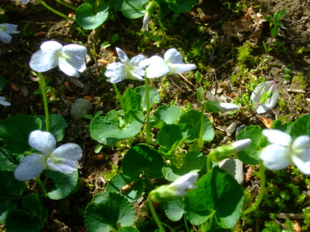 f:id:bokusian:20120501084359j:image
