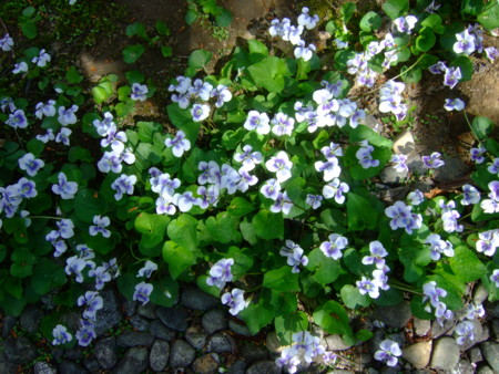 f:id:bokusian:20120501084625j:image