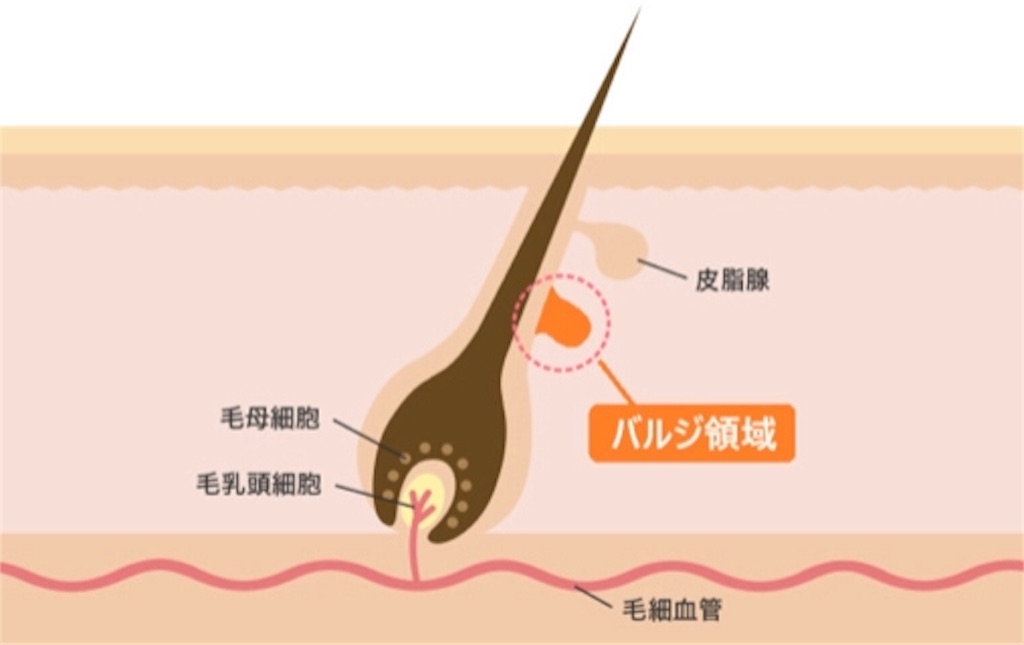 f:id:bokutokazokutosonota:20190608152816j:image f:id:bokutokazokutosonota:20190608152816j:image