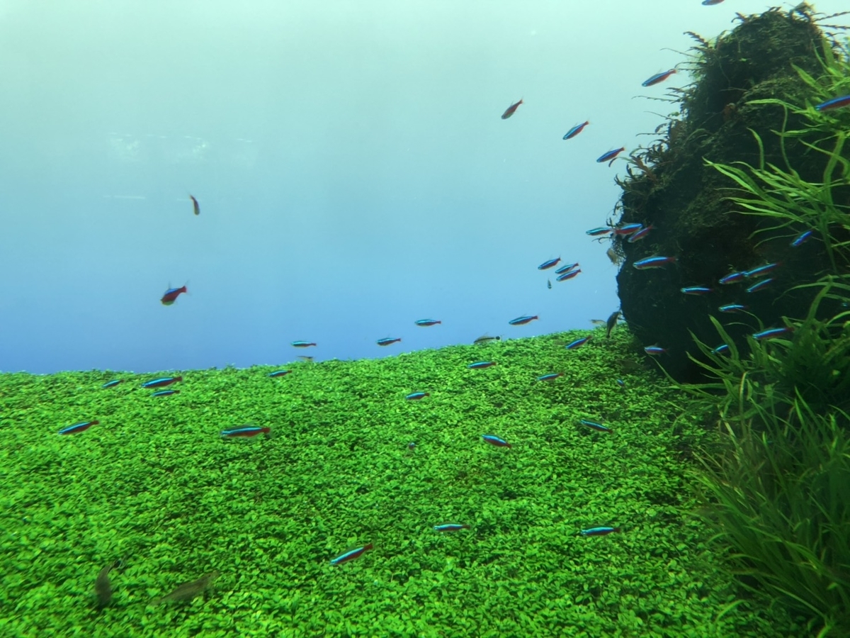 f:id:bokutonuigurumimarure:20191127220441j:plain f:id:bokutonuigurumimarure:20191127220441j:plain