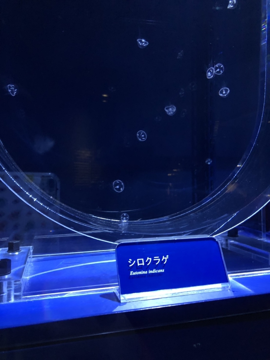 f:id:bokutonuigurumimarure:20191127220810j:plain f:id:bokutonuigurumimarure:20191127220810j:plain