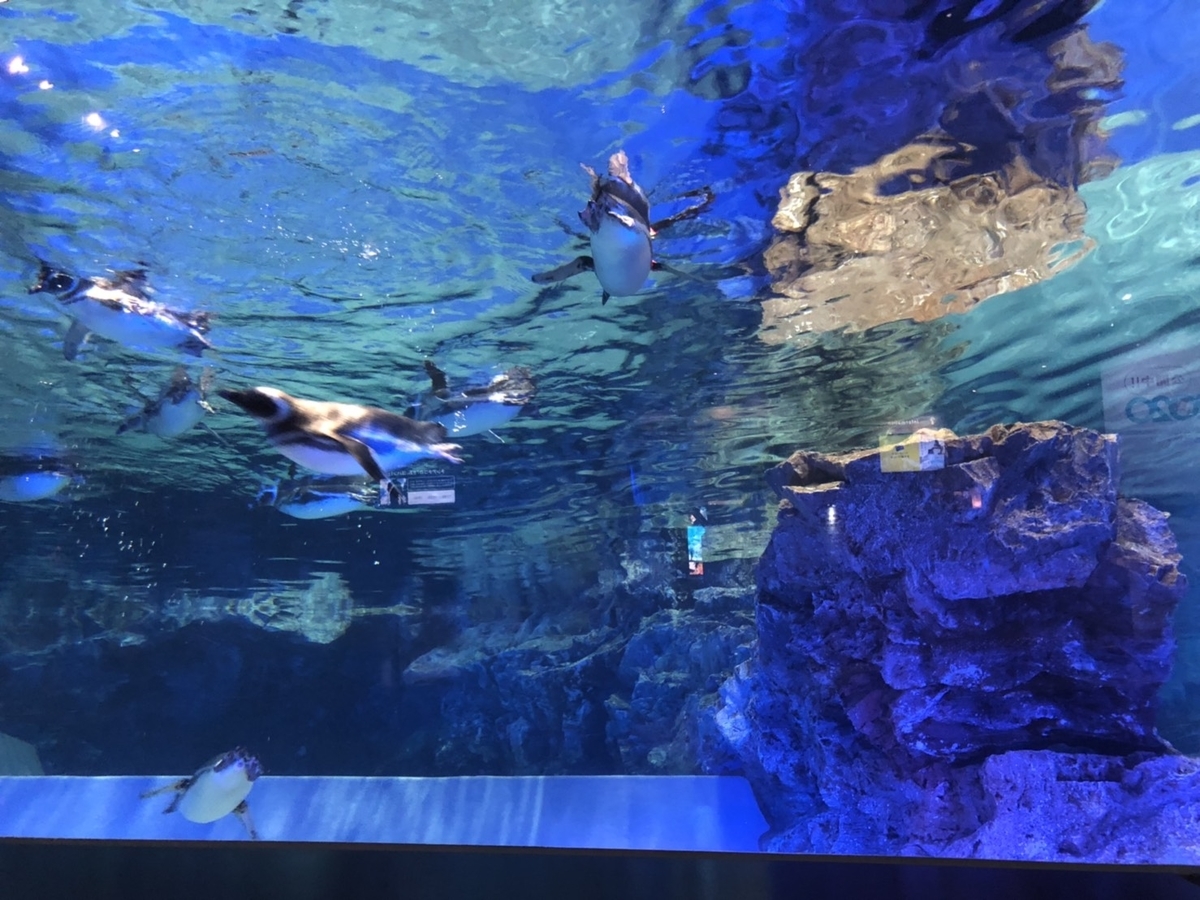 f:id:bokutonuigurumimarure:20191127221940j:plain f:id:bokutonuigurumimarure:20191127221940j:plain