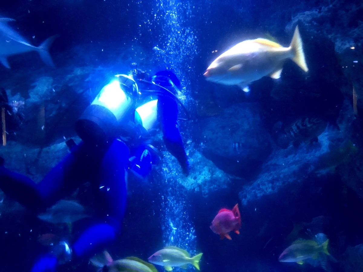 f:id:bokutonuigurumimarure:20191127222119j:plain f:id:bokutonuigurumimarure:20191127222119j:plain