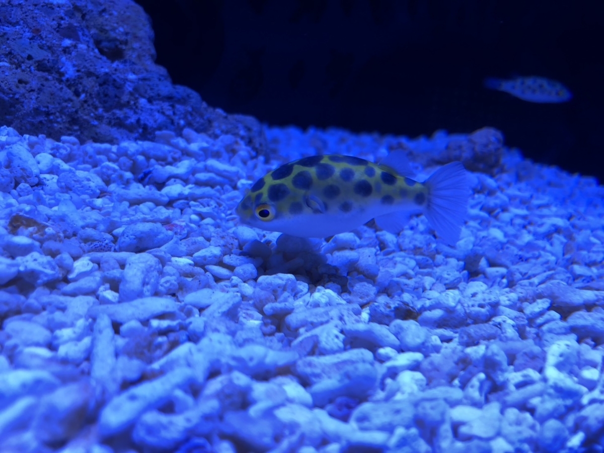 f:id:bokutonuigurumimarure:20191127222402j:plain f:id:bokutonuigurumimarure:20191127222402j:plain