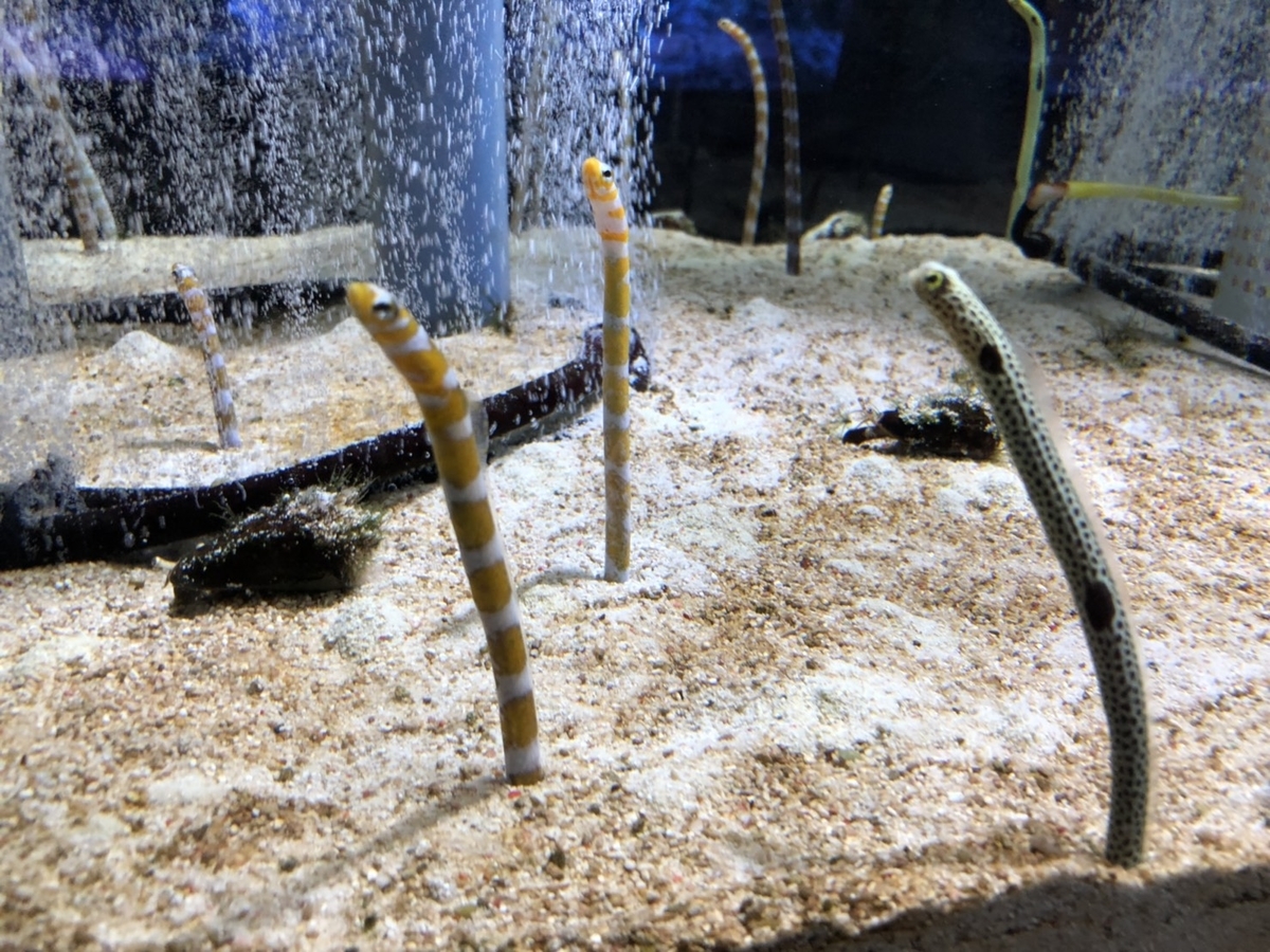 f:id:bokutonuigurumimarure:20191127222613j:plain f:id:bokutonuigurumimarure:20191127222613j:plain