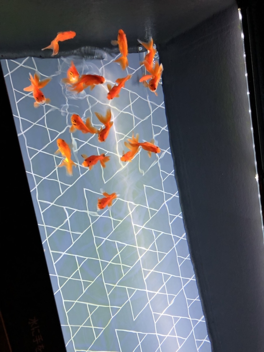 f:id:bokutonuigurumimarure:20191127223059j:plain f:id:bokutonuigurumimarure:20191127223059j:plain