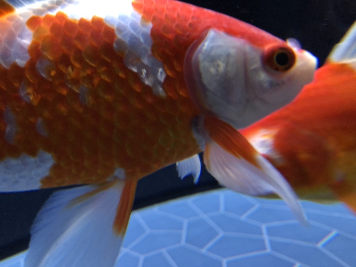 f:id:bokutonuigurumimarure:20191127223125j:plain f:id:bokutonuigurumimarure:20191127223125j:plain