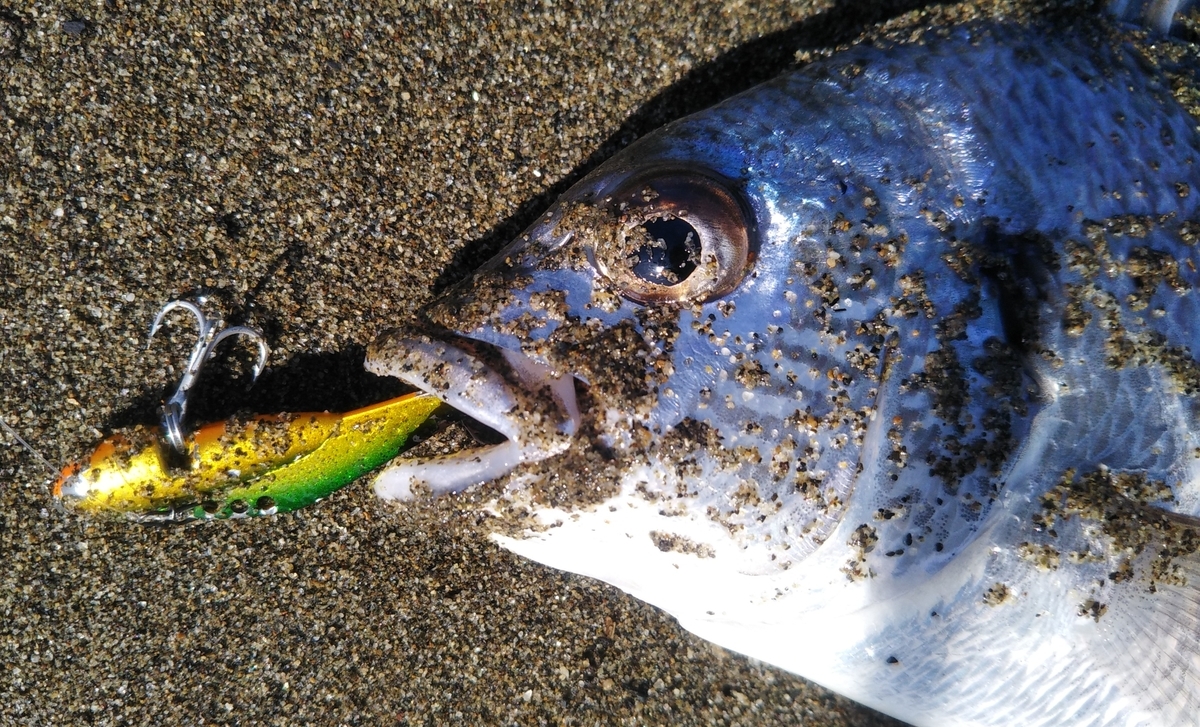 春チニング メタルバイブを使っての河川でのチニング釣行 釣りゾー 春チニング メタルバイブを使っての河川でのチニング釣行 釣りゾー