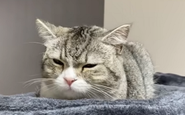 f:id:bolla:20210421220935p:plain