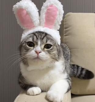 f:id:bolla:20210511214745p:plain