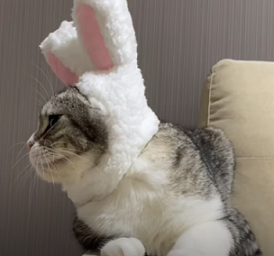 f:id:bolla:20210511215118p:plain