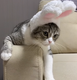 f:id:bolla:20210511215321p:plain