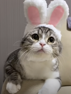 f:id:bolla:20210511215751p:plain