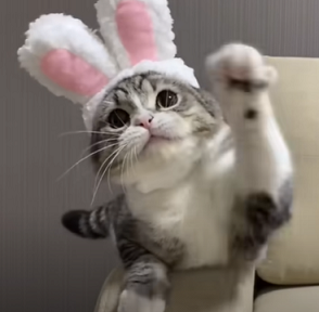 f:id:bolla:20210511220033p:plain