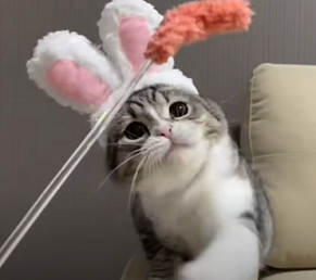 f:id:bolla:20210511220320p:plain