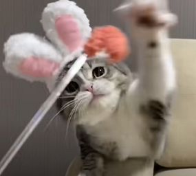 f:id:bolla:20210511220440p:plain