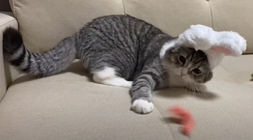 f:id:bolla:20210511220628p:plain