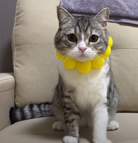 f:id:bolla:20210511224538p:plain