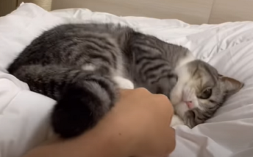 f:id:bolla:20210522233644p:plain