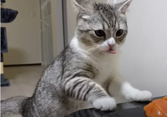 f:id:bolla:20210528014308p:plain