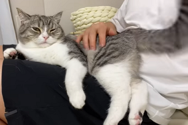 f:id:bolla:20210701033123p:plain