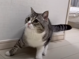 f:id:bolla:20210716230823p:plain