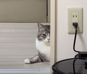 f:id:bolla:20210802232001p:plain