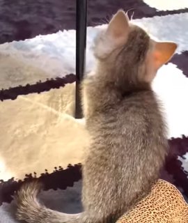 f:id:bolla:20210805021914p:plain