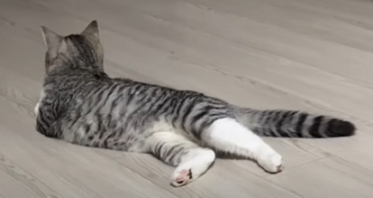 f:id:bolla:20210805021925p:plain