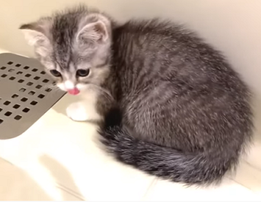 f:id:bolla:20210805022057p:plain