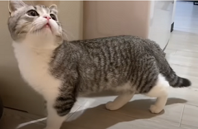 f:id:bolla:20210805022404p:plain