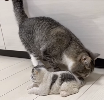 f:id:bolla:20210805233145p:plain