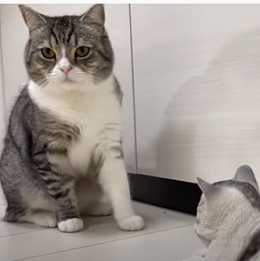 f:id:bolla:20210805233536p:plain