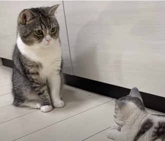 f:id:bolla:20210805233637p:plain