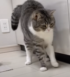 f:id:bolla:20210805233806p:plain