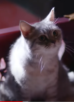 f:id:bolla:20210812202710p:plain