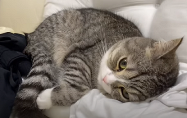 f:id:bolla:20210812233808p:plain